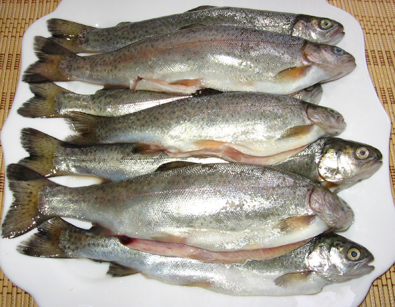 Pastrav prajit in pesmet